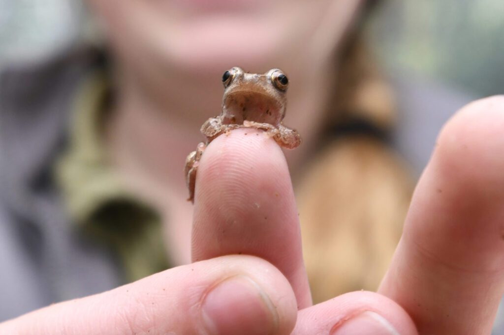 Hearing the chirps of Peeper frogs can serve as a signal that spring has sprung, while an inability to hear it may mean that it's time for a hearing evaluation.